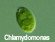 Chlammy Algae
