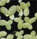 Duckweed