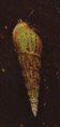 malasian Snail