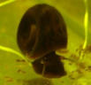 ramshorn Snail